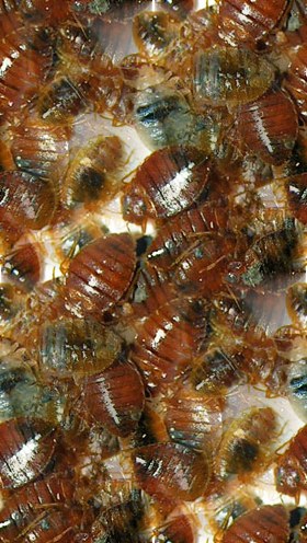 Bedbugs Bedbugs